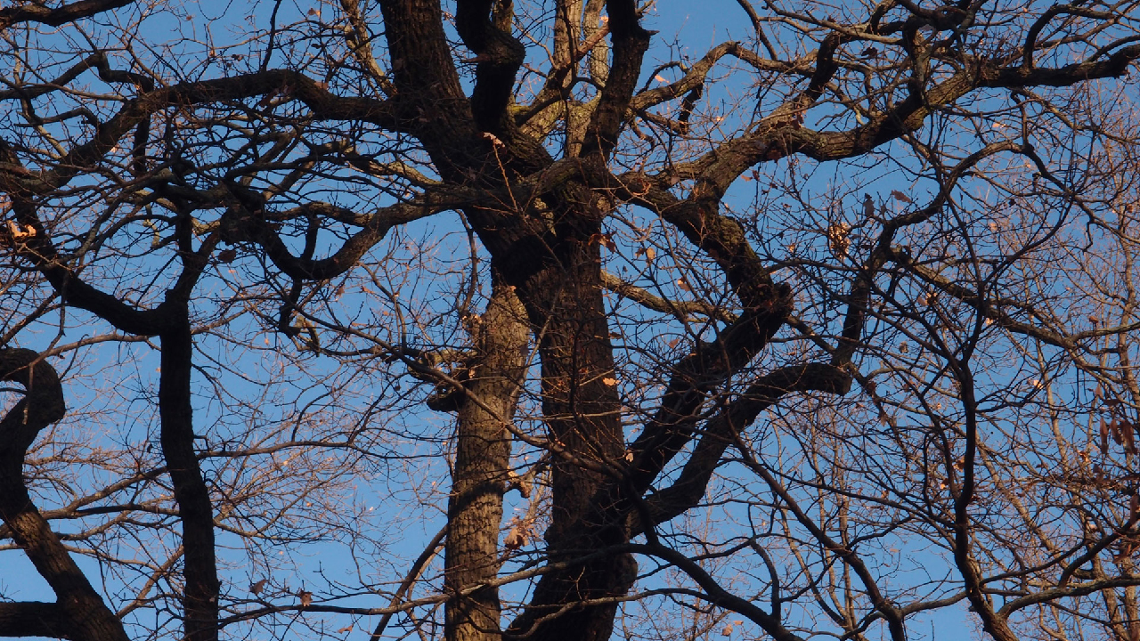 2020-12-26 Kühlgeträt (On/Off) (Remix John Cage - Empty Words IV)